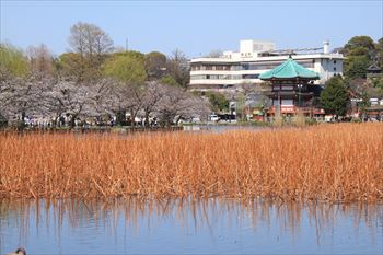 上野公園の風景