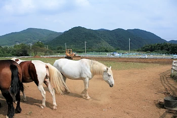 服部牧場の風景
