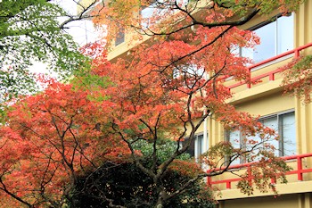 フォレスト・ウィングの風景