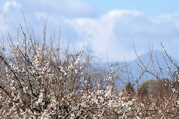 別所梅林の風景