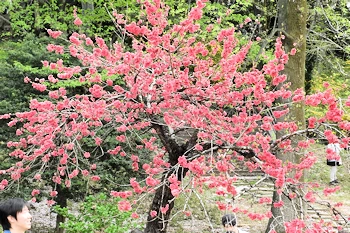 三ツ池公園の風景