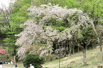 三ツ池公園の風景