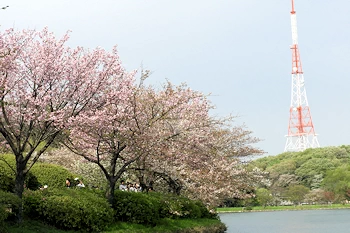三ツ池公園の風景