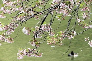 三ツ池公園の風景