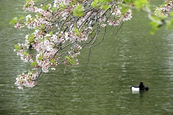 三ツ池公園の風景
