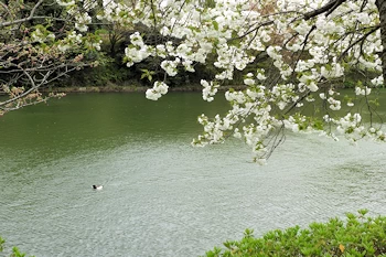 三ツ池公園の風景