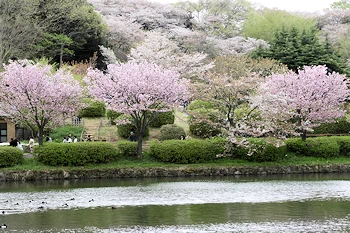 三ツ池公園の風景