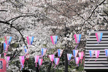 衣笠山公園の風景