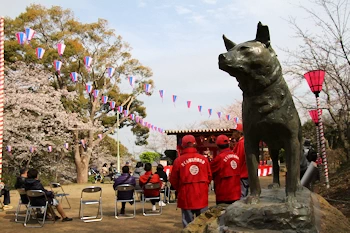 衣笠山公園の風景