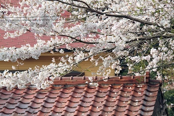 衣笠山公園の風景