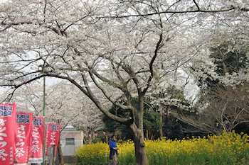 衣笠山公園の風景