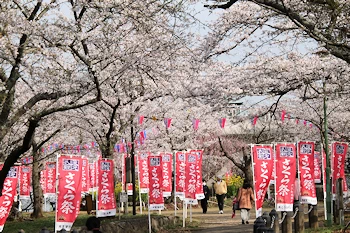 衣笠山公園の風景