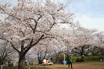 衣笠山公園の風景