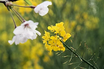 衣笠山公園の風景