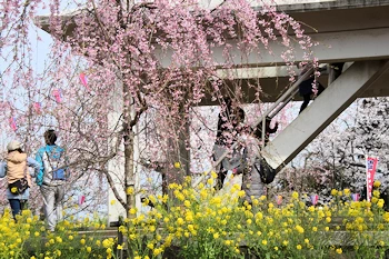 衣笠山公園の風景