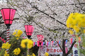 衣笠山公園の風景