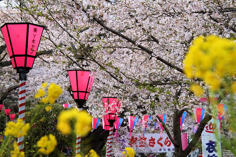 衣笠山公園の風景
