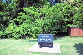 杉沢の沢スギの画像