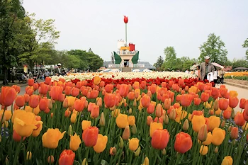 砺波チューリップ公園の画像