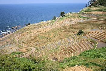 白米千枚田の画像