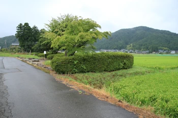 蝉丸の墓の画像