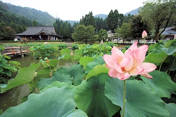 花はす公園の画像