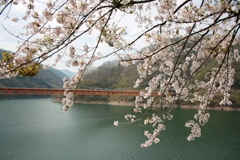 九頭竜湖の画像