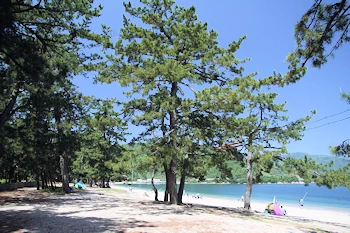 気比の松原の風景