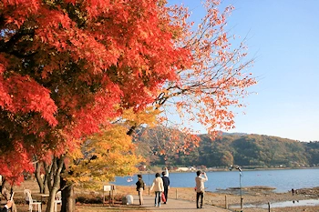河口湖紅葉回廊の画像