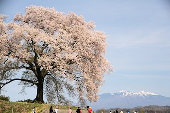 わに塚のサクラの画像