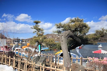 白竜の松の画像