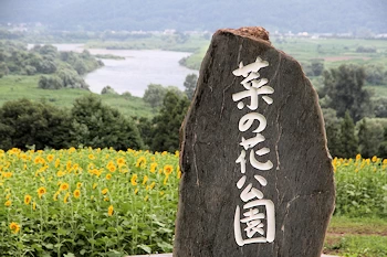 菜の花公園の風景