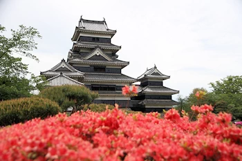 椿と天守の風景