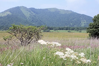 八島ヶ原湿原の風景