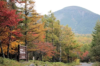 御泉水の森の風景