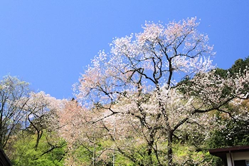 霞間ヶ渓の風景
