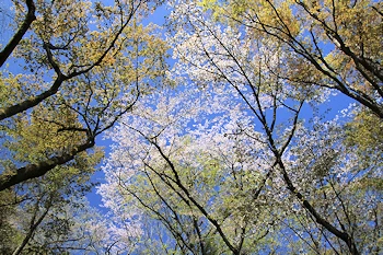 霞間ヶ渓の風景