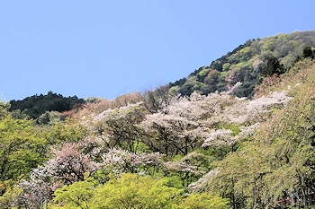 霞間ヶ渓の風景