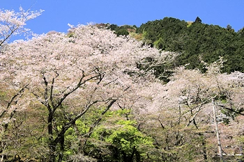 霞間ヶ渓の風景