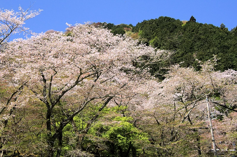 霞間ヶ渓の風景