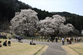 淡墨公園の風景
