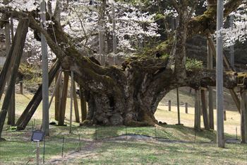 淡墨公園の風景