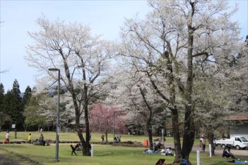淡墨公園の風景