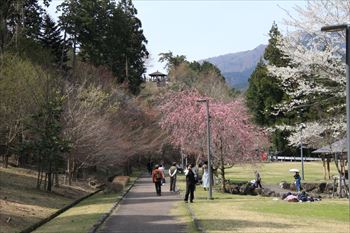 淡墨公園の風景