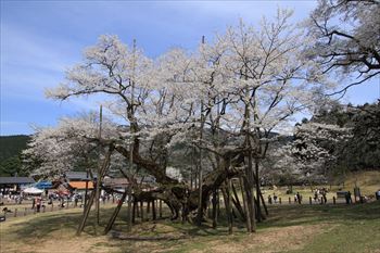 淡墨公園の風景