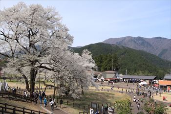 淡墨公園の風景