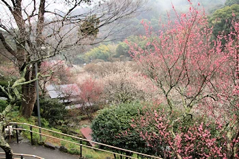 熱海梅園の風景