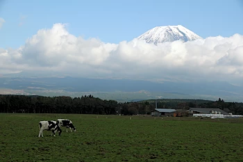 朝霧高原の風景