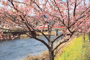 河津桜の風景