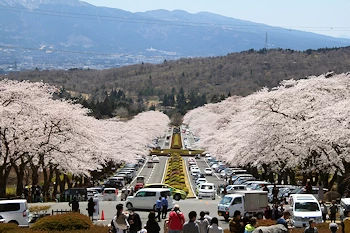 富士霊園の風景